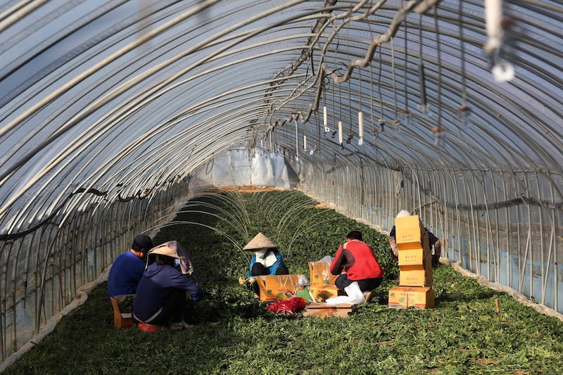 Earlier this year, Laos said it would send an additional 2,000 workers to South Korea. Some of the new Lao workers will be employed in South Korea's agricultural sector. In this photo, migrant workers work inside a greenhouse at a farm in Pocheon, South Korea in 2021. Credit: Ahn Young-joon/AP